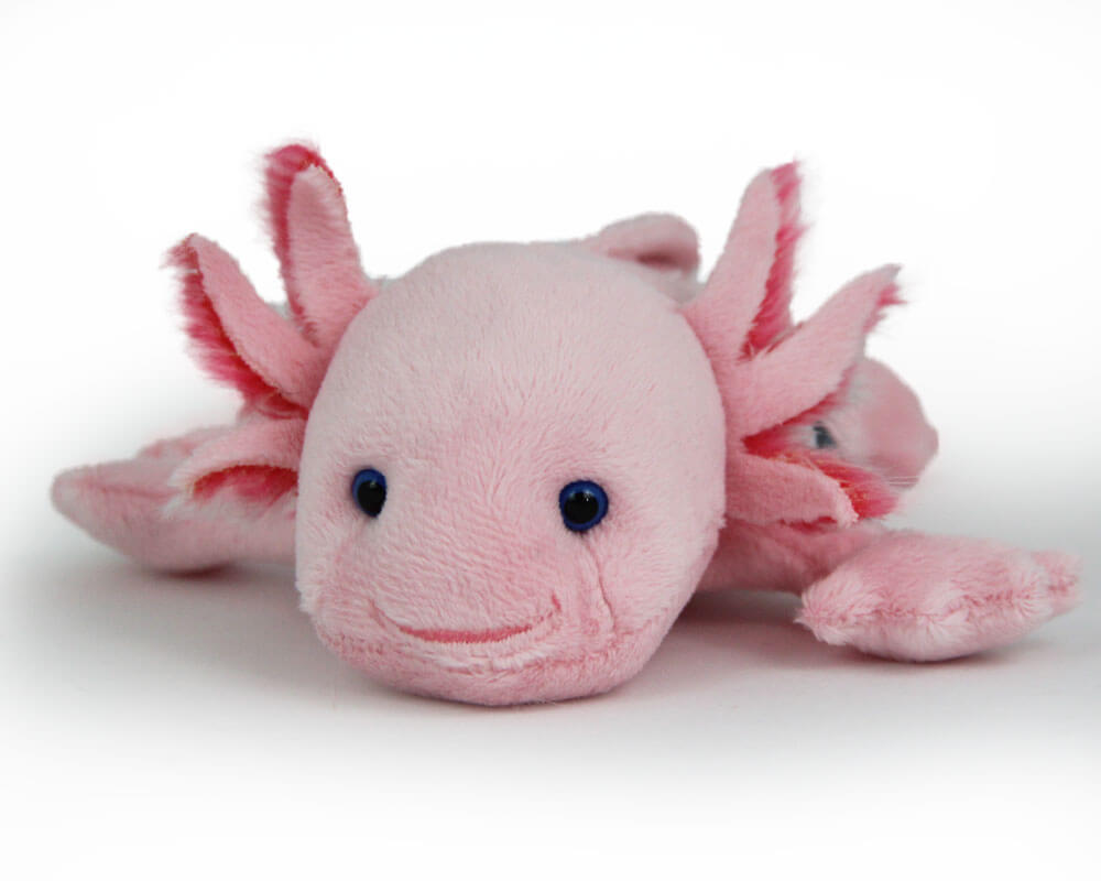 Axolotl in Rosa von Vorne